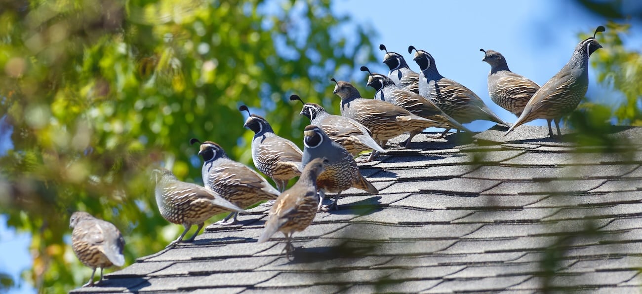 Bye-Bye-Birdie Solutions